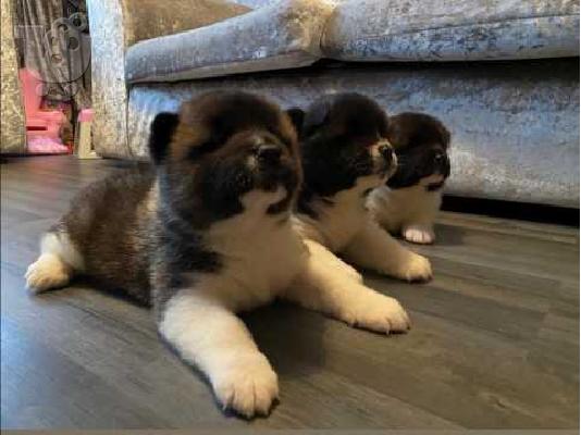 ΚΑΤΑΠΛΗΚΤΙΚΑ ΥΠΗΡΕΣΙΑ ΑΚΙΤΑ PUPPIES SVSILABLE
